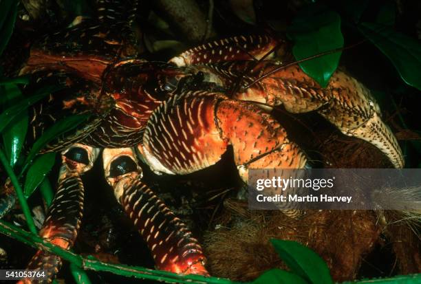 coconut crab crab - hermit crab stock pictures, royalty-free photos & images
