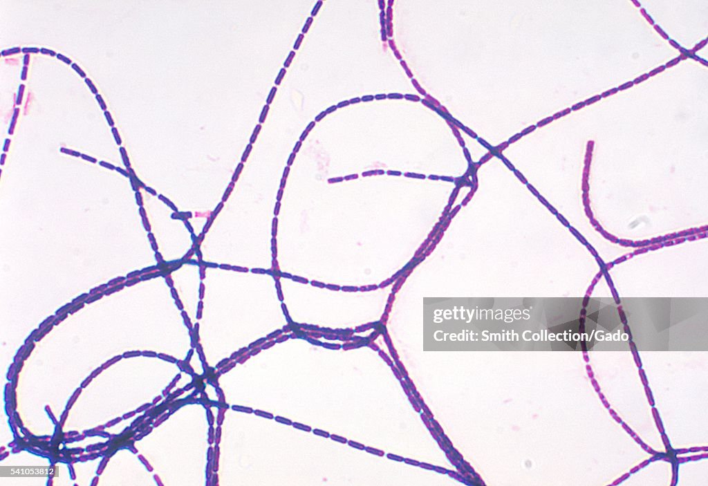 Bacillus Anthracis