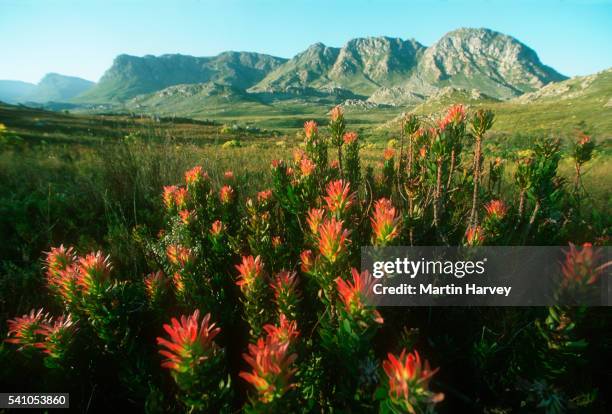 common pagoda flowers in south africa - western cape province stock pictures, royalty-free photos & images