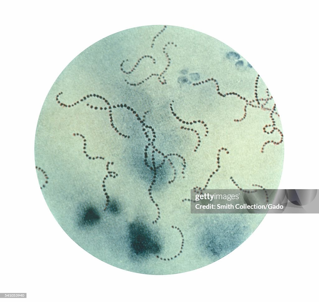 Streptococcus Pyogenes