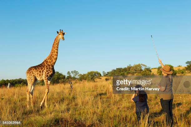 woman photographing a giraffe. south africa - johannesbourg stock-fotos und bilder