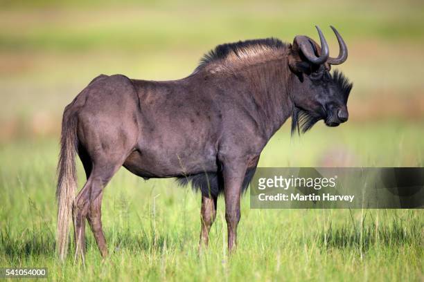 black wildebeest (connochaetes gnou) - black wildebeest stock pictures, royalty-free photos & images