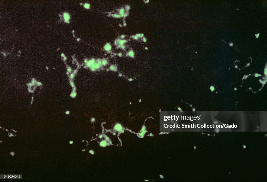 Leptospira