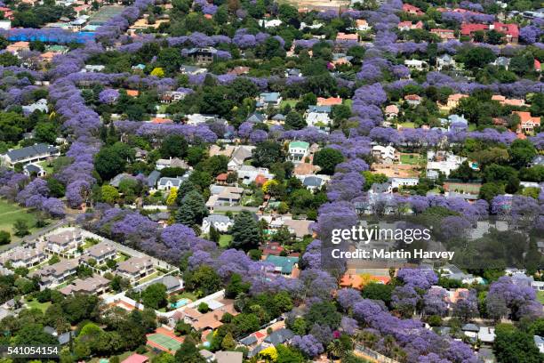 aerial view of jacaranda trees in blossom in johannesburg suburbs, south africa - johannesburg foto e immagini stock