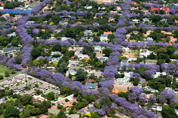 aerial view of jacaranda trees in blossom in johannesburg suburbs south africa