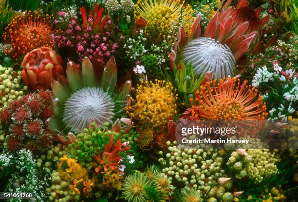 protea flowers from fynbos biome in south africa - fynbos 個照片及圖片檔