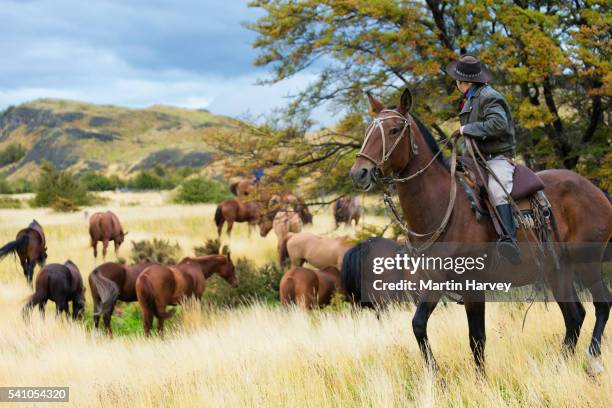 gaucho on his horse watching wild horses grazing - gaucho stock pictures, royalty-free photos & images