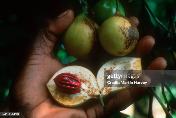 nutmeg tree fruit and seed - nuez moscada fotografías e imágenes de stock