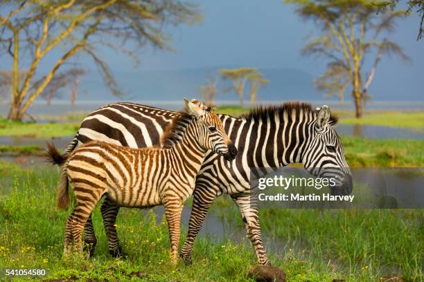 mother and foal burchell's zebra (equus burchelli). lake nakuru national park. kenya - veulen stockfoto's en -beelden