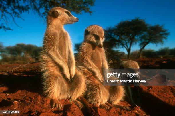meerkats warming in the sun - kalahari stockfoto's en -beelden