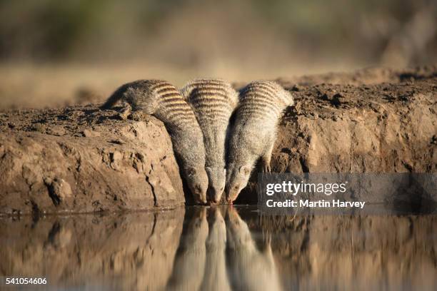 banded mongoose (mungos mungo) drinking at a waterhole at mashatu game reserve. botswana - マングース ストックフォトと画像