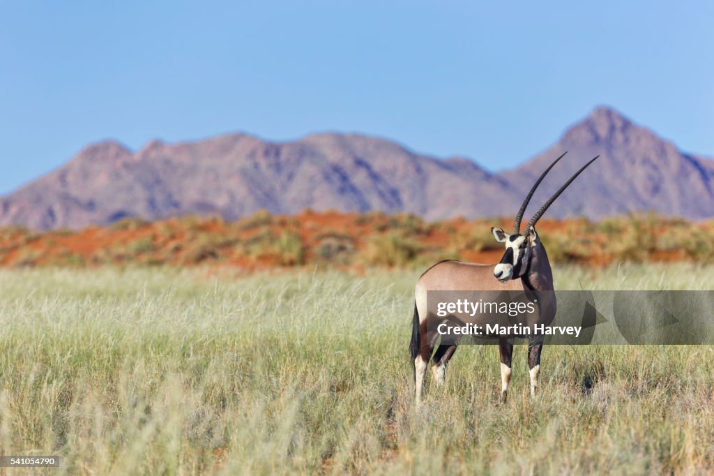 Gemsbok (Oryx gazella) in natural habitat.Namibia