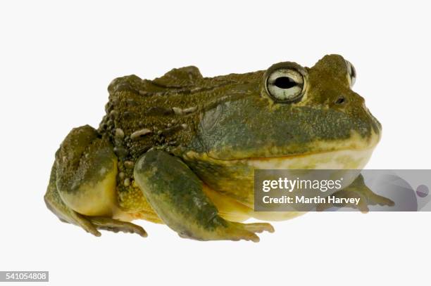 giant bullfrog - african bullfrog stock-fotos und bilder