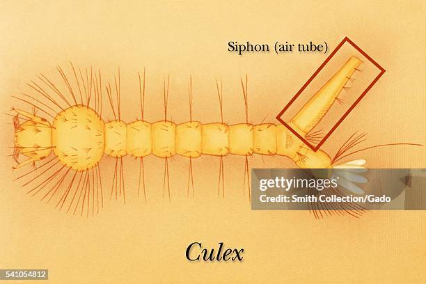 Siphon Tube Photos and Premium High Res Pictures - Getty Images