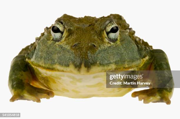giant bullfrog - froschlurche stock-fotos und bilder