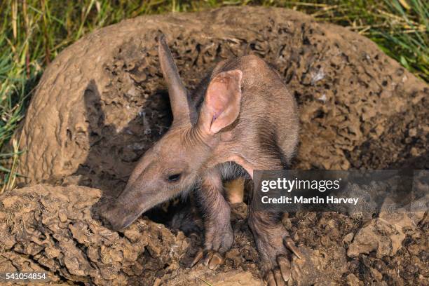 young aardvark(orycteropus afer)looking for ants and termites.namibia - tamandua ameisenbär stock-fotos und bilder