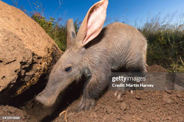 young aardvark(orycteropus afer)looking for ants and termites.namibia - porco formigueiro imagens e fotografias de stock