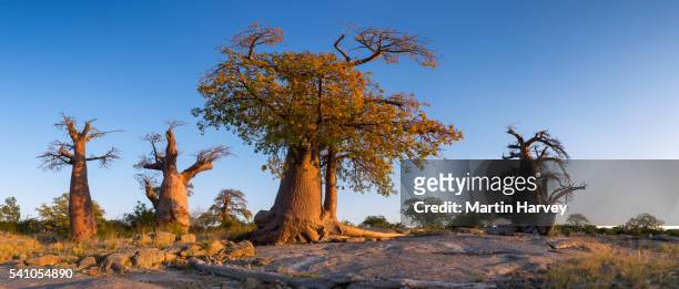 panoramic view of baobab trees kubu island, botswana - affenbrotbaum stock-fotos und bilder