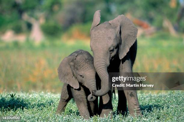 african elephant(loxodonta africana) calves playing.okavango delta, botswana - elephant calf stock pictures, royalty-free photos & images