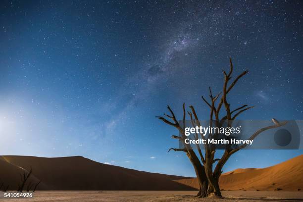 milky way over dead vlei, and a barn owl(tyto alba) perched on the tree, soussvlei, namibia - namibia sternenhimmel stock-fotos und bilder