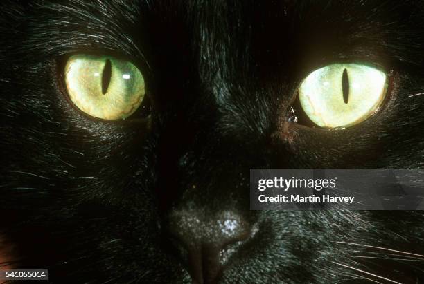 domestic black cat - black cat green eyes stock pictures, royalty-free photos & images