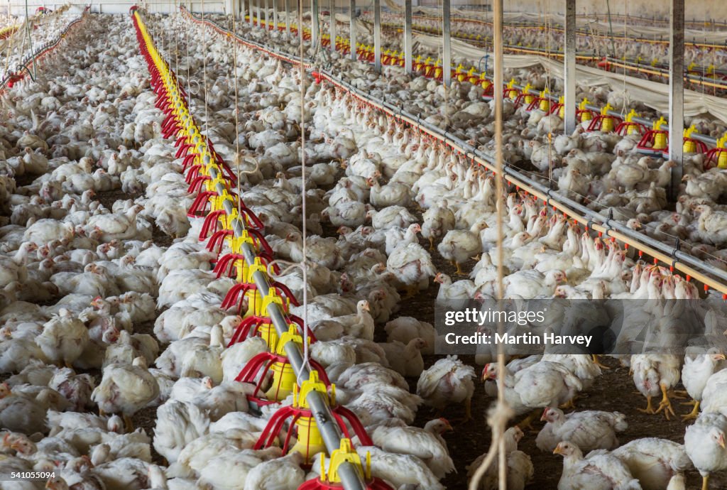Battery chicken farming.South Africa