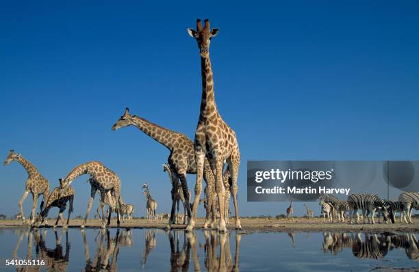 southern giraffe drinking at waterhole.etosha n.p. namibia - zebra africa stock-fotos und bilder