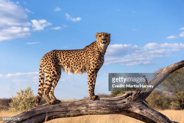 cheetah standing on a dead branch using it as a advantage point.namibia - endangered animals fotografías e imágenes de stock