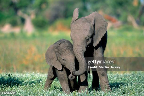 african elephant calves playing.okovango delta, botswana - kit stock pictures, royalty-free photos & images