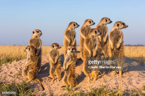 suricate/meerkat family group warming up in the early morning sun .botswana. - erdmännchen stock-fotos und bilder