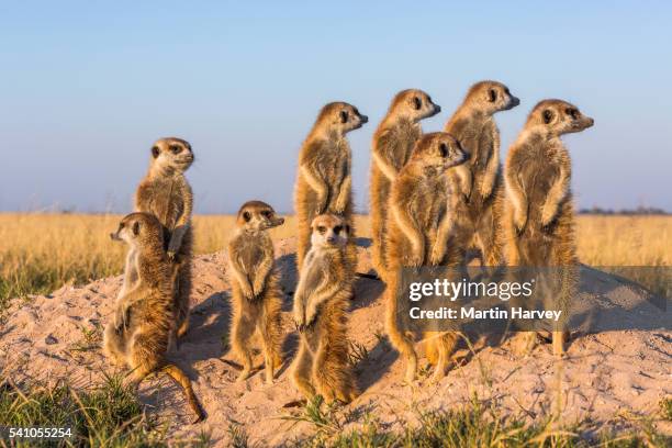 suricate/meerkat family group warming up in the early morning sun .botswana. - suricate photos et images de collection