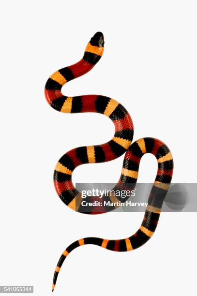 pueblan milk snake - slang stockfoto's en -beelden