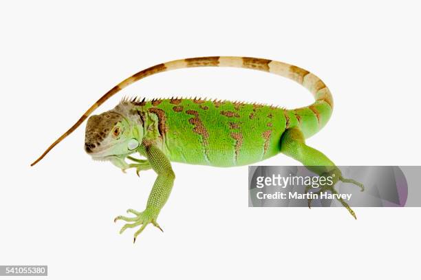 green iguana - green iguana stock pictures, royalty-free photos & images