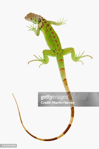 green iguana - lagarto imagens e fotografias de stock