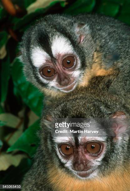 red-necked night monkey - cebidae stock pictures, royalty-free photos & images