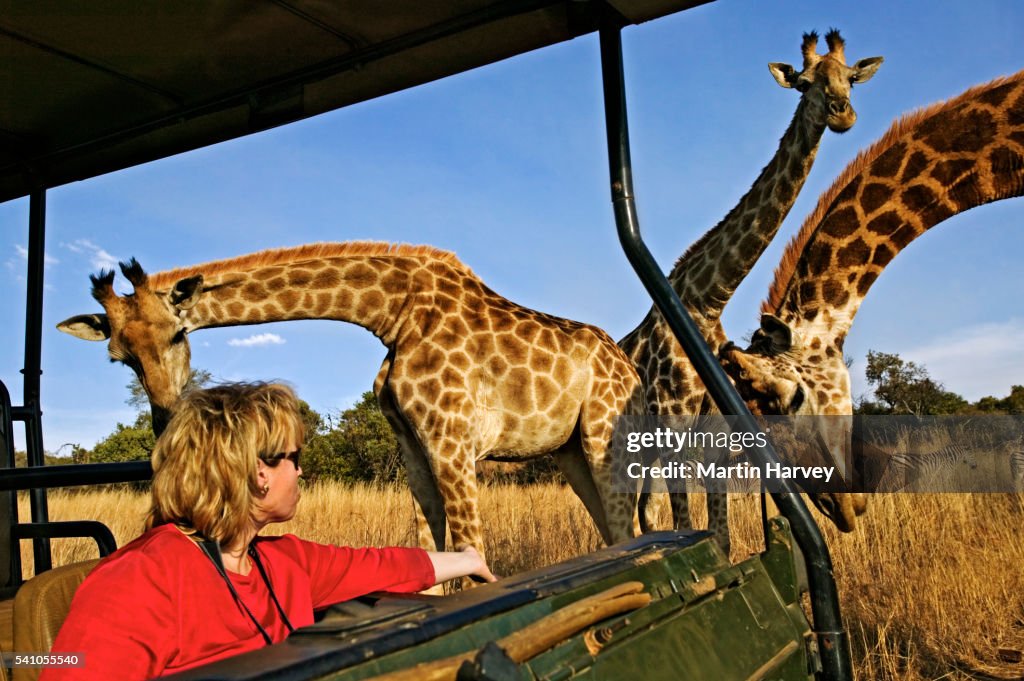 Tourist Looking at Giraffes