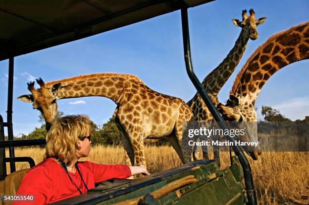 tourist looking at giraffes - white giraffe bildbanksfoton och bilder