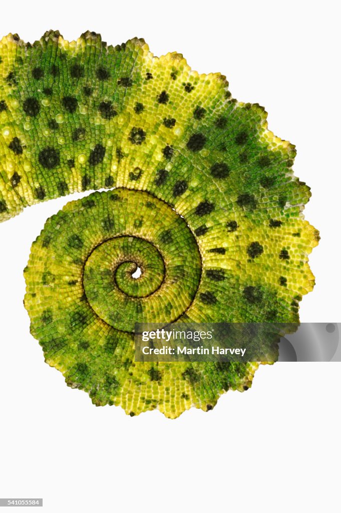 Tail of Meller's Chameleon