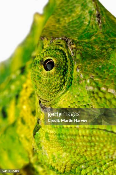 eyes of a meller's chameleon - chameleon white background stock pictures, royalty-free photos & images