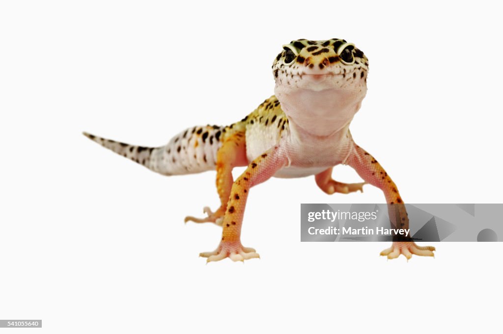 Leopard Gecko