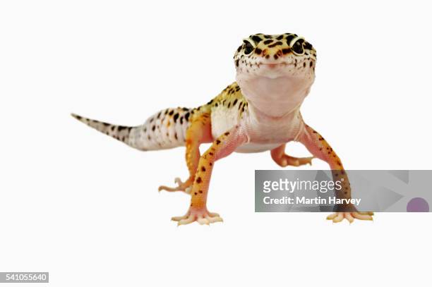 leopard gecko - lizard stock pictures, royalty-free photos & images
