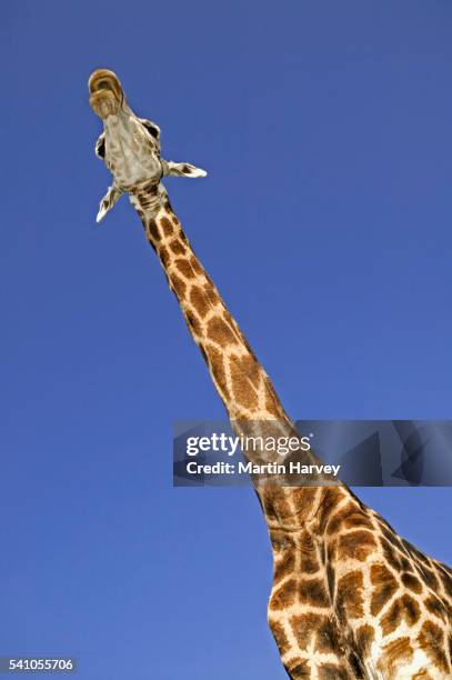 606 Giraffe Height Stock Photos, High-Res Pictures, and Images - Getty