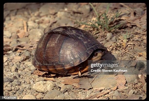 Turtle Hide Shell 76 Turtle Hiding Shell Stock Photos, High-Res Pictures, and Images ...