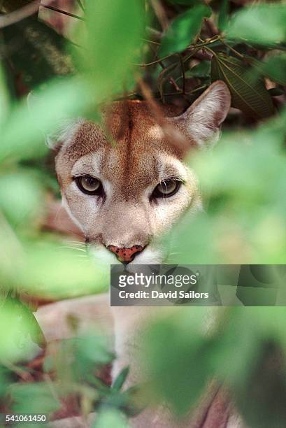 california puma - cougar stockfoto's en -beelden