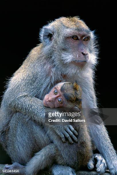 macaque - macaque foto e immagini stock