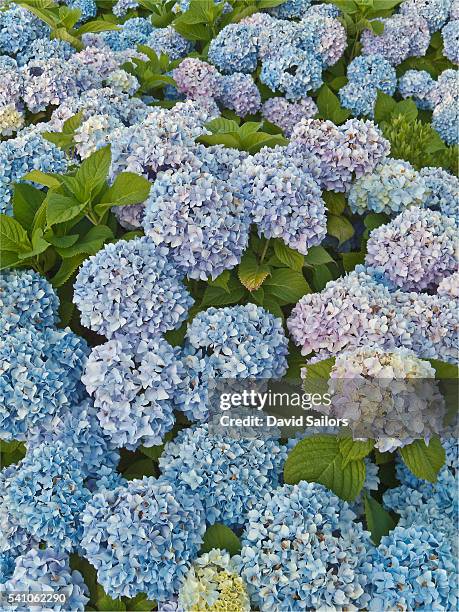hydrangea bushes in vineyard haven - blue hydrangea stock pictures, royalty-free photos & images