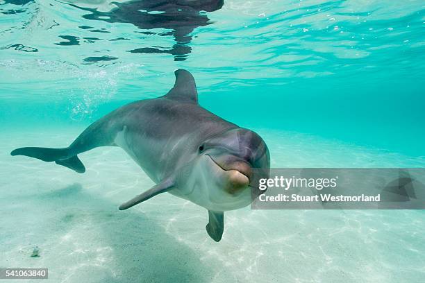 bottlenose dolphin - delfine stock-fotos und bilder