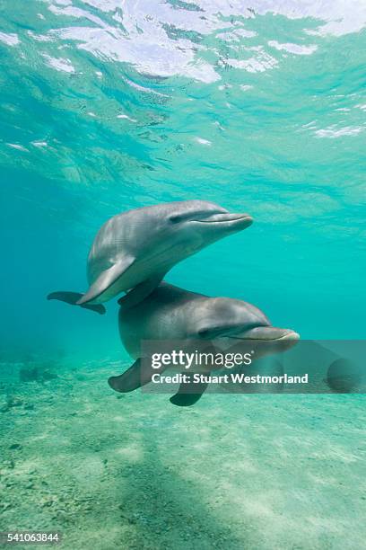 bottlenose dolphins - dolphin underwater stock pictures, royalty-free photos & images