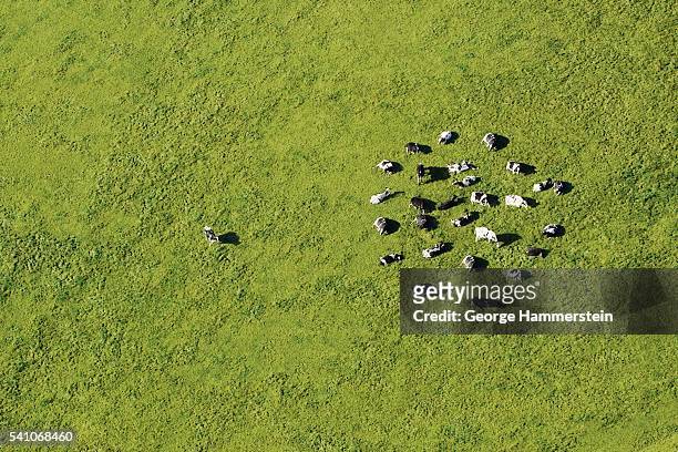 dairy cattle grazing - herd stock pictures, royalty-free photos & images