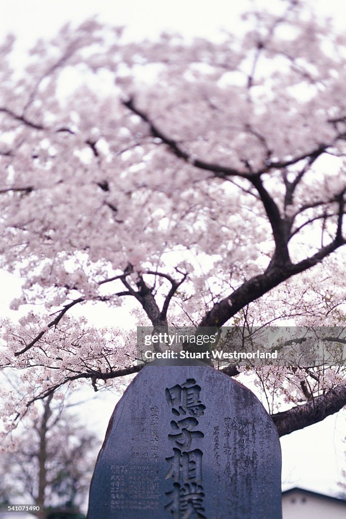 Trees in Bloom at Naruko Onsen Shrine in Japan